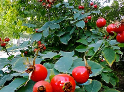 В Камышине на приближение осени ни на намека: +30 за окном