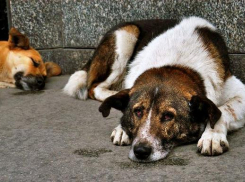 Парламентарии Волгоградской области заступились за бездомных животных