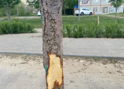 Камышинские варвары перед праздниками изрубили на Каштановой аллее семь взрослых каштанов