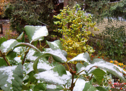 Сколько осталось времени до первого "серьезного" снегопада в Камышине?