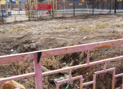 Слушайте, но надо же что-то делать: в Камышине бродячие собаки гуляют даже по территориям детских учреждений! - камышанка