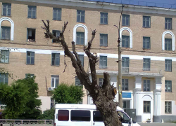 Неужели уродливые сухие деревья не пора убрать с улицы Ленина? - камышанка