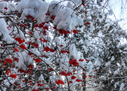 В Камышине морозы смягчились, а магнитные бури - нет: погода на 29 января