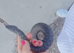 Жительница Камышина ловит руками живых змей на улице (ВИДЕО)