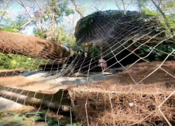 Разгром ДРГ, проблемы с топливом, борьба со слухами: главное к этому часу в Курской области, - "Блокнот - Россия"