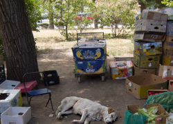 Член Общественной палаты Волгоградской области продвигает идею кардинальных мер против агрессивных бродячих собак