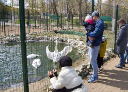 Пока в городском парке Камышина готовятся к открытию обновленные аттракционы, главным развлечением становится "шоу лебедей" (ВИДЕО)