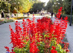 В Камышине не кончается лето: погода на 9 сентября