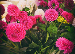 Жара под 33 градуса ожидается в Камышине в День знаний