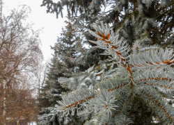 В Камышине объявили о лыжных гонках