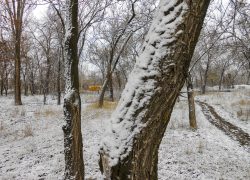 Юго-западный ветер поддержит в Камышине комфортную погоду