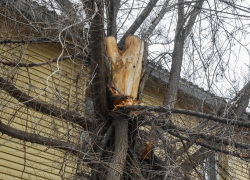 Вот делегация чиновников и депутатов  прибудет к дому ветерана с бурными поздравлениями - глядишь, и обратят внимание на "бурелом"!