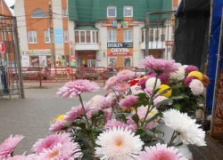 Камышинские хризантемы стали продавать по "космическим" ценам