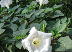 Общественники бьют тревогу: в камышинских дворах расцвел смертельно опасный дурман