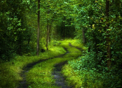 Задержанный стрелок убеждал оперативников, что ружья у нас "растут" в лесу