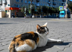 В десятках домов в Камышине энергетики отключат свет завтра, 3 октября