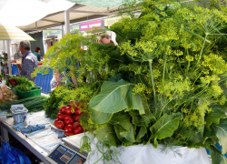 Камышане  считают, что малосольные огурцы никогда еще не были такими дорогими, как в этом году