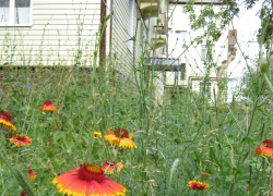 Камышинская городская прокуратура настояла на установке поручня и опиловке деревьев управляющей компанией "Эталон"