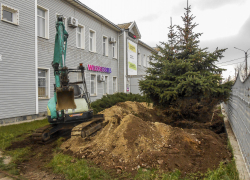 Куда выселяют елочки с улицы Текстильной, так пока и не известно, - камышанка