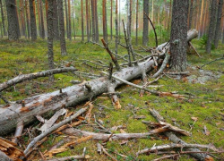 Камышанам разрешили бесплатный сбор валежника