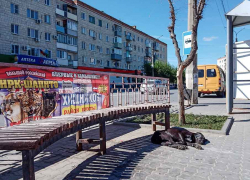 Камышане, доведенные до отчаяния бездействием властей города по отлову бродячих собак, начали травить псов самостоятельно