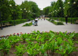 В Камышине клумбу у входа в центральный парк "занарядили" на два сезона