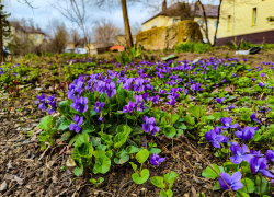 В Камышине в жилых кварталах расцвели лесные фиалки (ВИДЕО)
