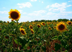 На полях Камышинского района "убирают семечку": урожай подсолнечника около 11 центнеров с гектара