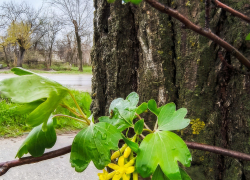 В Камышине 30 апреля началось с дождя: погодный прогноз на Первомай