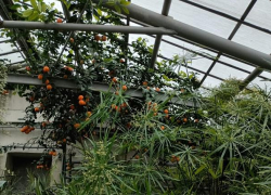 Невероятный "букет" цитрусовых, гибискусов и орхидей: волгоградский ботанический сад зовет камышан на открытие нового сезона