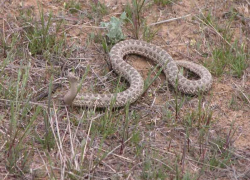 Почему камышанам рекомендуют читать справочник "Если вас укусила змея"