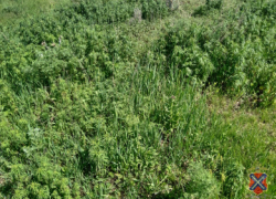 Полиция устроила сожжение дикой конопли вдоль живописных местных речек