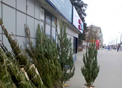 А елки в Камышине будут в этом году продавать или нет? - камышанка
