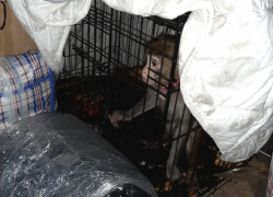 Полицейские заступились за несчастную макаку 