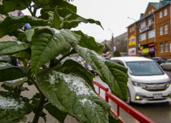Синоптики пообещали камышанам два слабых мокрых снегопада