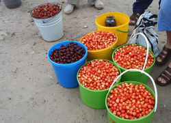 В Камышине автобусы на дачи поедут с 11 апреля