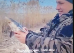 В соцсетях набирает просмотры ролик, как камышанин благородно выпускает в реку пойманного молодого осетра (ВИДЕО)