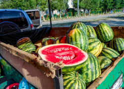 Камышане рады бы отметить дегустацией всемирный День арбуза, да сочная ягода пока не всем по карману