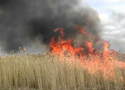 В Камышине начались камышовые пожары