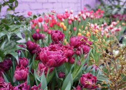 На праздник первоцветов в лютые февральские морозы приглашают камышан в Волгоградский ботанический сад 