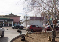 В Волгограде жители просят главу города включить в штат спецуборщиков собачьих экскрементов - актуальный пример для Камышина?