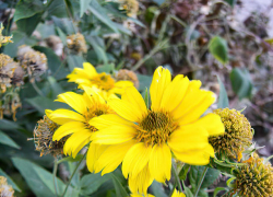 В Камышине северо-восточный ветерок немного охладит воздух 3 октября