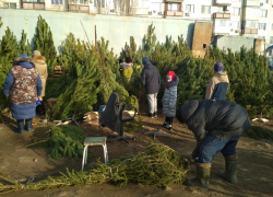 На зеленых базарах в Камышине ели составили реальную конкуренцию соснам