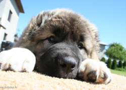 Перегнувшись через забор, камышанин похитил щенка кавказской овчарки