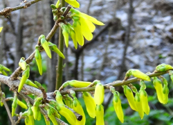 Синоптики велели камышанам приготовиться к снегу сегодня, 22 апреля