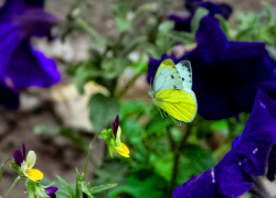 В Камышине среди лета повеяло осенней прохладой: погода на 22 июня