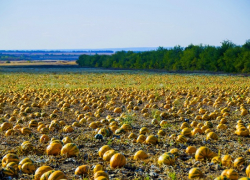 В Камышинском районе уродилась коммерческая штирийская тыква
