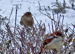 Первый день нового года приходит в Камышин ясным, но ветреным