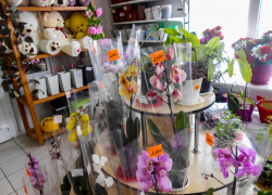 В цветочные павильоны Камышина перед 8 Марта можно водить экскурсии, такая здесь красота (ВИДЕО)