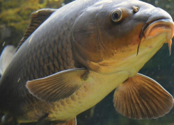 В ходе новогодних посиделок один рыбак проткнул другому живот пешней